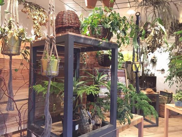 【プランツデザイナー富阪基さんに聞く植物のある暮らし・1】 　鉢植えからはじめる、プチガーデニング[PR]