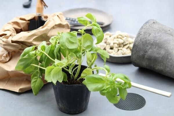 【プランツデザイナー富阪基さんに聞く植物のある暮らし・1】 　鉢植えからはじめる、プチガーデニング[PR]