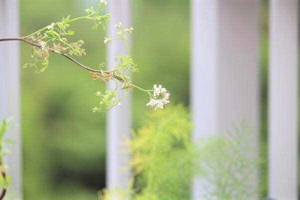 【プランツデザイナー富阪基さんに聞く植物のある暮らし・3】 　私たちの植物のある暮らし[PR]