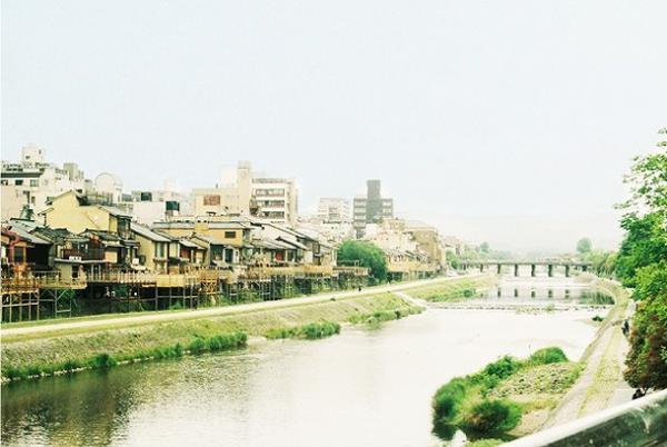 桜の後のお楽しみ。京都・川端通、新緑のトンネル。[PR]