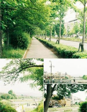 桜の後のお楽しみ。京都・川端通、新緑のトンネル。[PR]