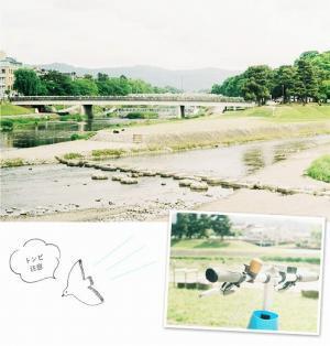 桜の後のお楽しみ。京都・川端通、新緑のトンネル。[PR]