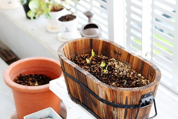 【子どもと育てる】小さな家庭菜園はじめました[PR]