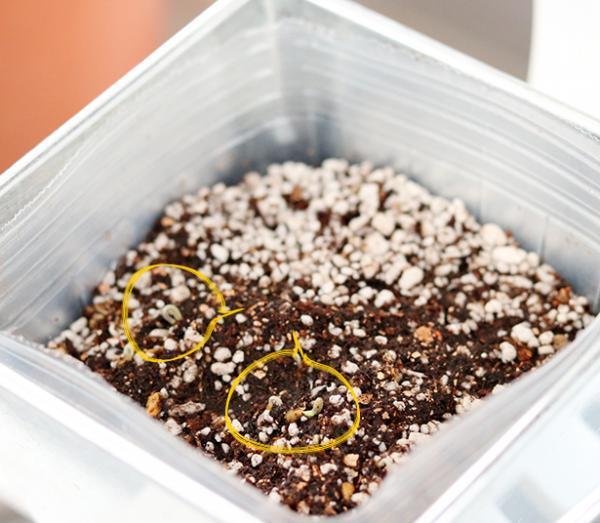 【子どもと育てる】小さな家庭菜園はじめました[PR]