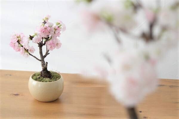 春爛漫。桜の盆栽で、おうちを春色に。[PR]
