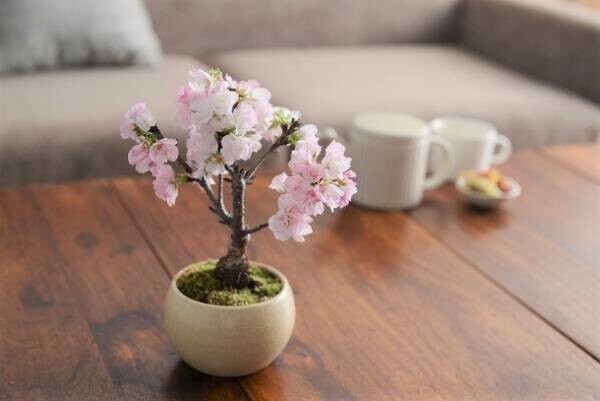 春爛漫。桜の盆栽で、おうちを春色に。[PR]