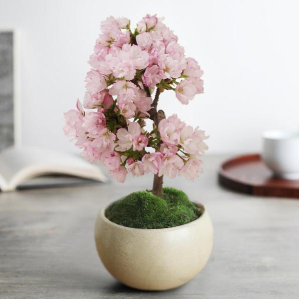 春爛漫。桜の盆栽で、おうちを春色に。[PR]