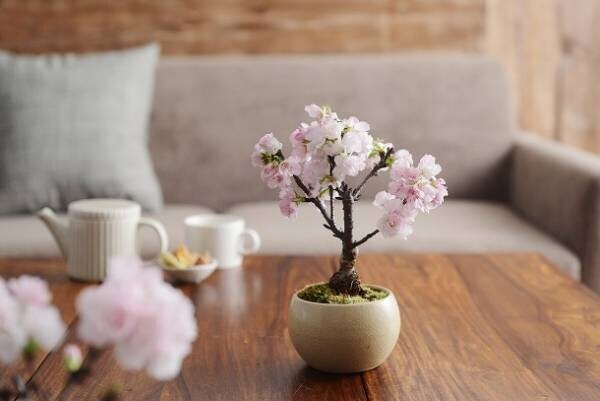 桜咲く季節に渡したい　春色ギフト集めました。[PR]