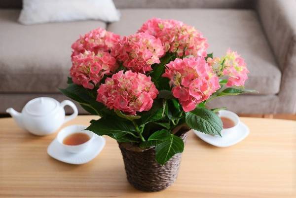 準備はお早めに！今年の母の日は、18万人が感動した「フラワーギフト」を贈ろう。[PR]