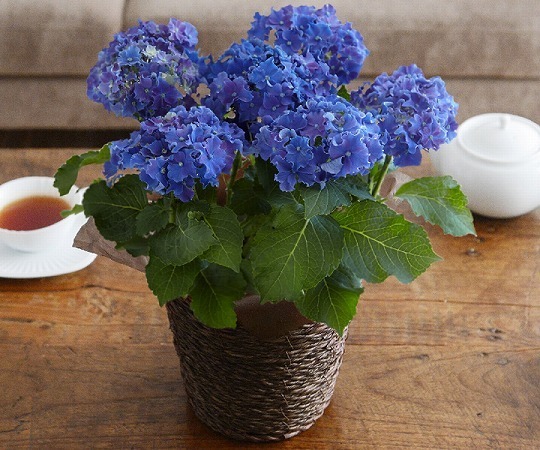 まだ間に合う！お母さんの笑顔が2倍になる、ちょっと特別な「母の日ギフト」[PR]