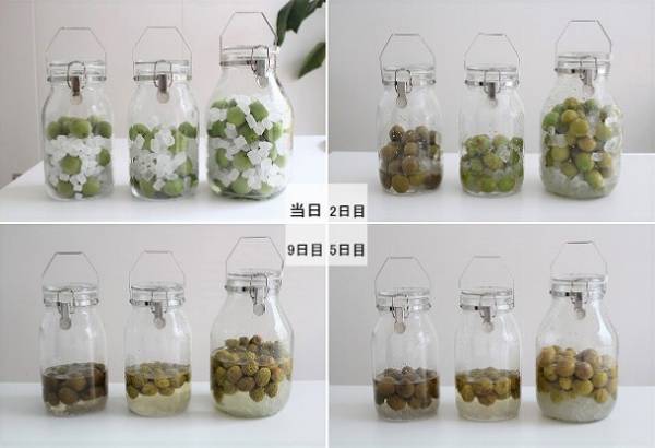 子どもも楽しめる「梅シロップ」レシピ　早く仕上がる簡単テクニックも！