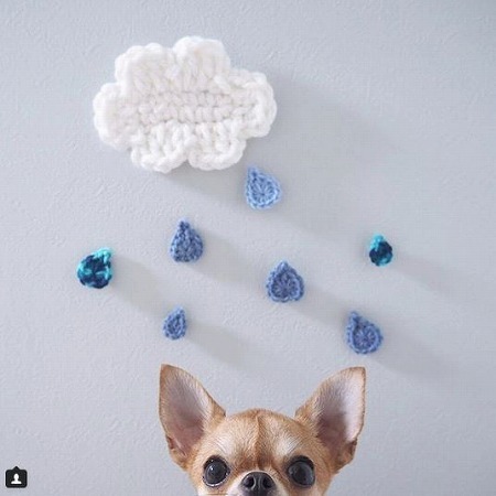 人気インスタグラマーのワンちゃんも愛用！ おしゃれでかわいいペットアイテム