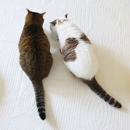 人気インスタグラマーのワンちゃんも愛用！ おしゃれでかわいいペットアイテム