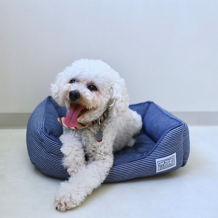 人気インスタグラマーのワンちゃんも愛用！ おしゃれでかわいいペットアイテム