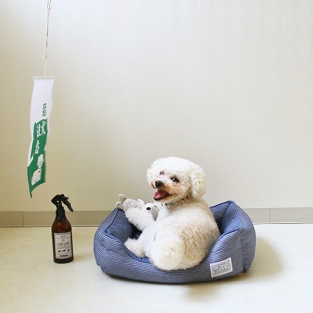 インスタグラマーさん家のワンちゃんたちの、最近のお気に入りって？[PR]