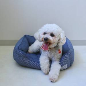 インスタグラマーさん家のワンちゃんたちの、最近のお気に入りって？[PR]