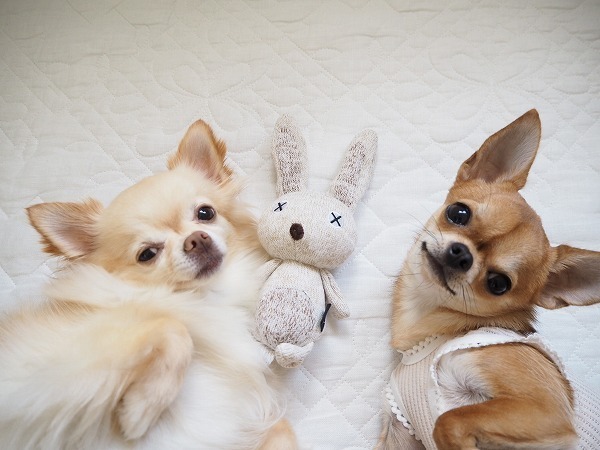 インスタグラマーさん家のワンちゃんたちの、最近のお気に入りって？[PR]