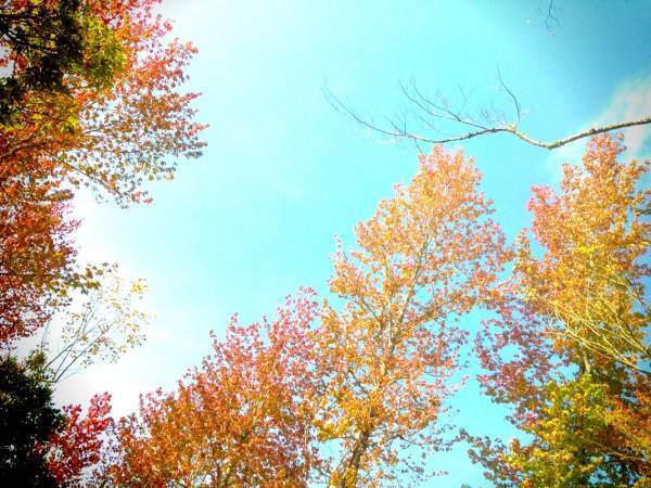 【ありきたりな日常を楽しむためのヒント】季節を感じながら暮らす6つの工夫[PR]