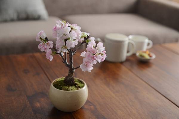 【桜特集スタート】ひと足早い春景色を、お世話になったあの人へ[PR]