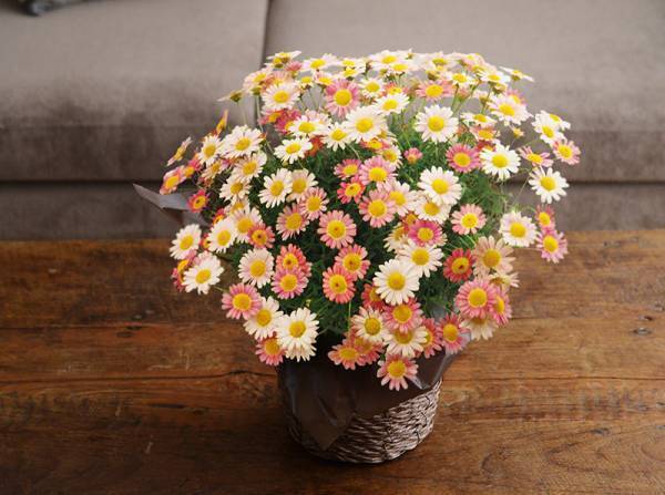 母の日に贈りたい、過去196,336人が感動した「フラワーアレンジメント」って？〜超早得はもうすぐ終了[PR]