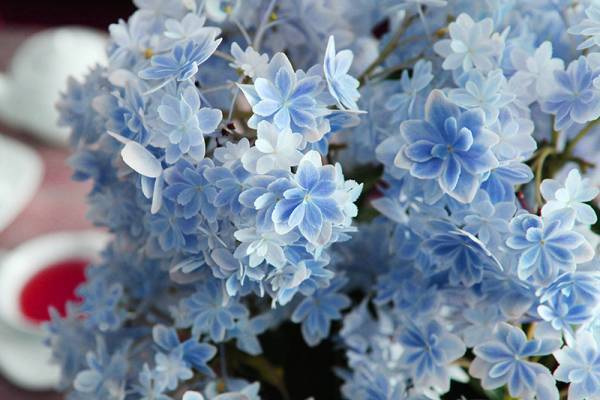 魔法のお花を卒業したら？アンジェ歴5年以上のスタッフが選ぶ「母の日のお花2019」ランキング[PR]