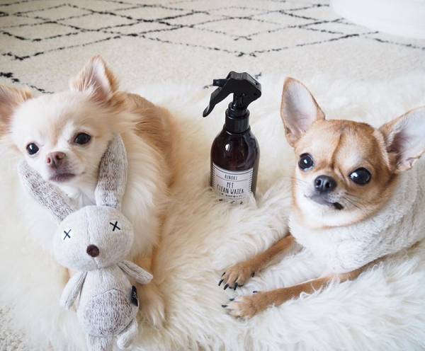 アンジェアンバサダー、mariさんとワンちゃんの最近のお気に入りペットグッズって？[PR]