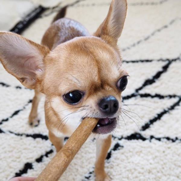 アンジェアンバサダー、mariさんとワンちゃんの最近のお気に入りペットグッズって？[PR]