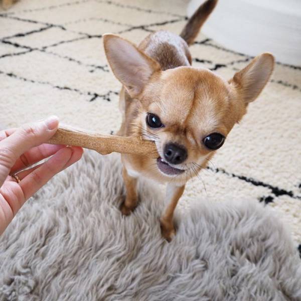 アンジェアンバサダー、mariさんとワンちゃんの最近のお気に入りペットグッズって？[PR]