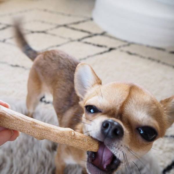 アンジェアンバサダー、mariさんとワンちゃんの最近のお気に入りペットグッズって？[PR]