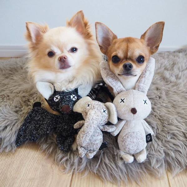 アンジェアンバサダー、mariさんとワンちゃんの最近のお気に入りペットグッズって？[PR]