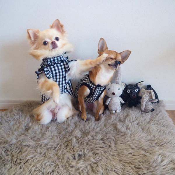 アンジェアンバサダー、mariさんとワンちゃんの最近のお気に入りペットグッズって？[PR]