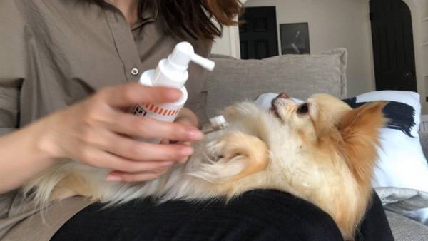 アンジェアンバサダー、mariさんとワンちゃんの最近のお気に入りペットグッズって？[PR]