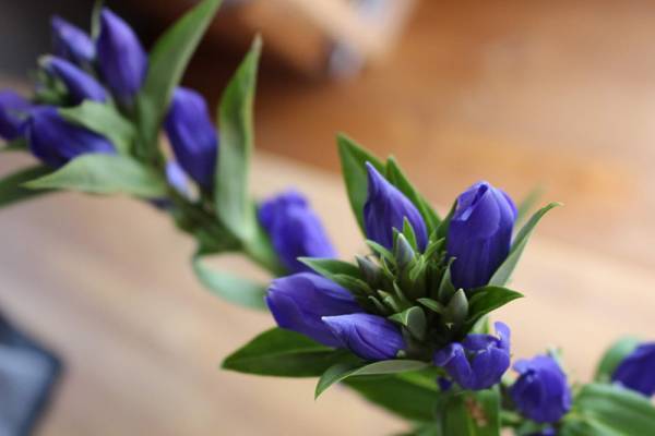 【ありきたりな日常を楽しむためのヒント】大人として身に着けたい「大和言葉」[PR]