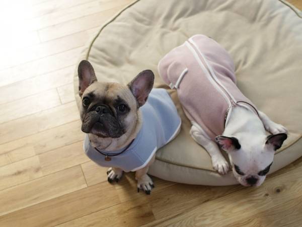 【インスタグラマーさんのものえらび】愛犬も喜ぶ、寒さ対策ドッグ用スリーパー使用レポ[PR]