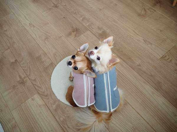 【インスタグラマーさんのものえらび】愛犬も喜ぶ、寒さ対策ドッグ用スリーパー使用レポ[PR]