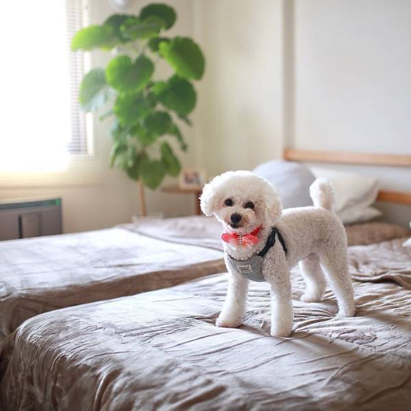 【インスタグラマーさんも愛用中】 #伝説の毛布 その最新コーディネートをチェック！ー2019年ver　その１ー[PR]