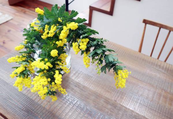 飾り方、楽しみ方色々！春を呼び込む「ミモザのある暮らし」[PR]