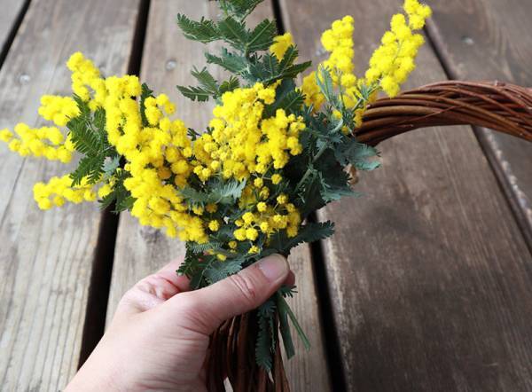 飾り方、楽しみ方色々！春を呼び込む「ミモザのある暮らし」[PR]