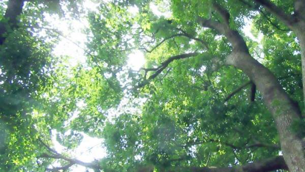 ＜もうすぐ衣替え＞大切な衣類を優しく守る、天然クスノキの防虫剤[PR]