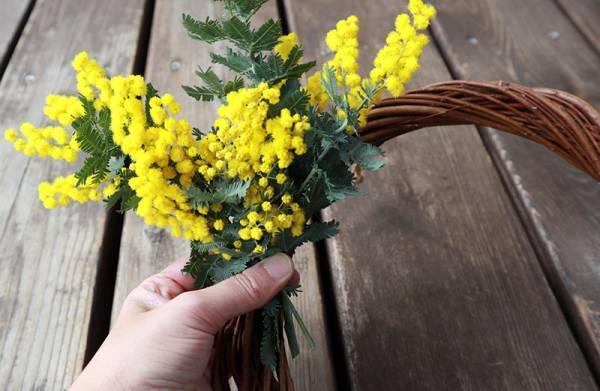 リースに、スワッグに「ミモザのある暮らし」をたのしもう[PR]