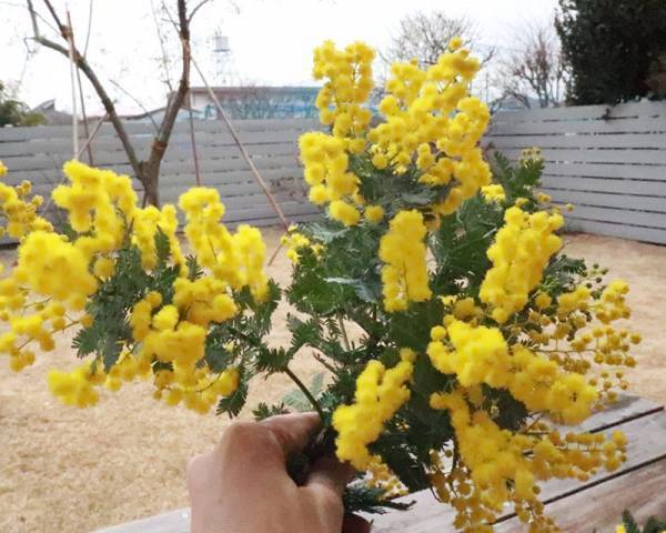 リースに、スワッグに「ミモザのある暮らし」をたのしもう[PR]