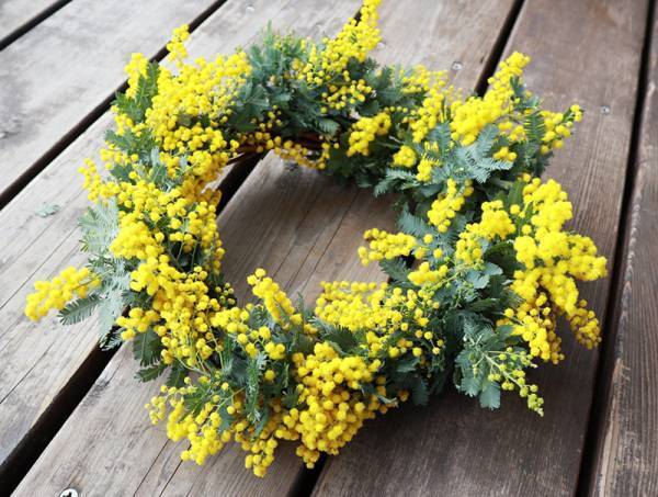 リースに、スワッグに「ミモザのある暮らし」をたのしもう[PR]