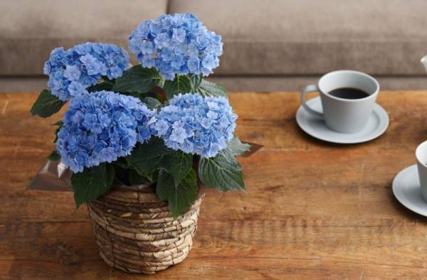 「母がホームラン級に喜んでくれたのは、紫○○でした。」母の日の思い出エピソード。[PR]