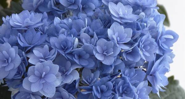 「母がホームラン級に喜んでくれたのは、紫○○でした。」母の日の思い出エピソード。[PR]