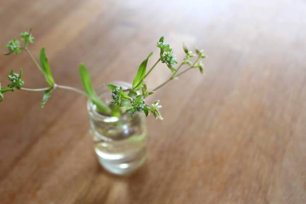 【ありきたりな日常を楽しむためのヒント】身近に落ちてる“楽しみのタネ”[PR]