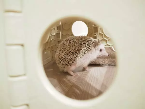 包丁選びはココを見たい!初心者におすすめ「ニグマブラック三徳包丁」