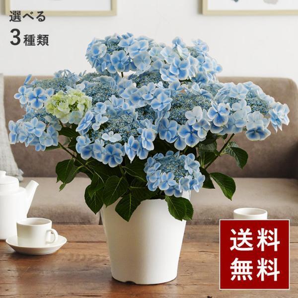 早いほどお得「母の日のお花屋さんOPEN」今年の注目アイテムはコレ！[PR]