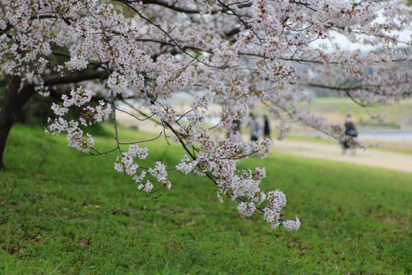 【京都のちょっといいこと】〜京都桜便り〜[PR]