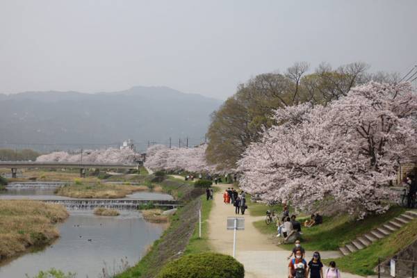 【京都のちょっといいこと】〜京都桜便り〜[PR]