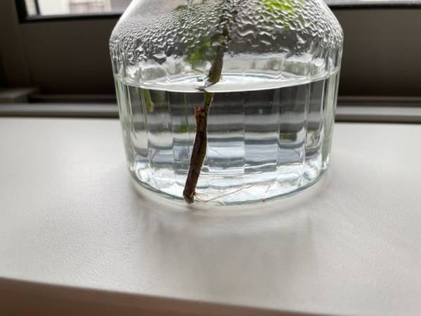 挿すだけで絵になる「小さな花器」だから続く、花のある暮らし[PR]